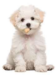 Obraz premium Cute White Puppy With A Dog Biscuit In Its Mouth On A Transparent Background