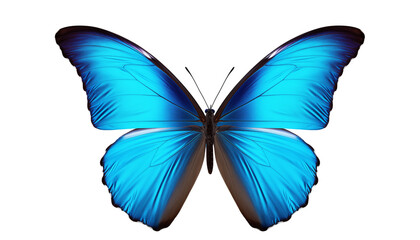 Obraz premium Bright Blue Butterfly With Open Wings On A Transparent Background