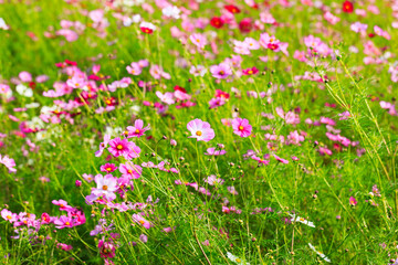 満開のコスモス