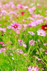 Naklejka premium 満開のコスモス