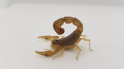 scorpion on black background Close 