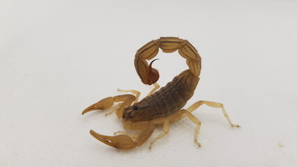 scorpion on black background