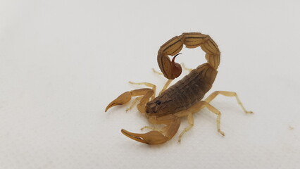 Beautiful and imposing common yellow scorpion on a rock HD 4 IMAGE