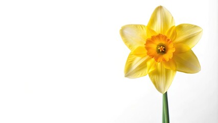 Fototapeta premium daffodil flower on white backdrop with copy space, wide-angle