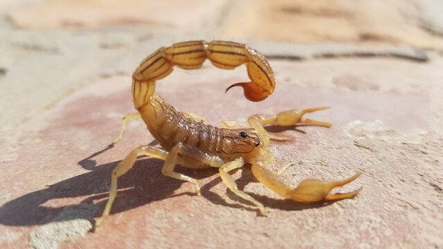 scorpion on the beach HD 4K Image
