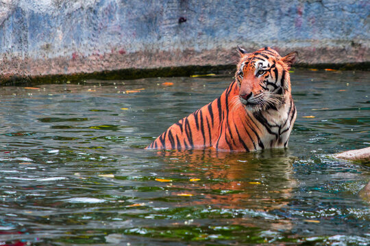 tiger in water