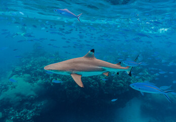 Fototapeta premium Fiji Shark Diving 