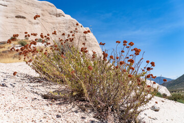 Eriogonum fasciculatum is a species of wild buckwheat, California buckwheat and flat-topped buckwheat. Mormon Rocks, Phelan, San Bernardino County, California