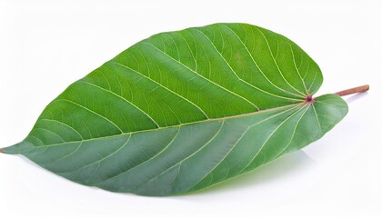Obraz premium Cassava leaves on white background. Cassava leaves Isolated.
