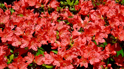 Beautiful azalea blooms in the spring sunlight.
