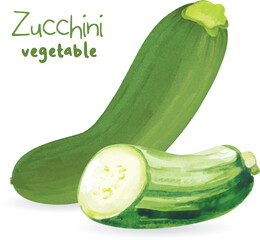 Realistic Fruit and Vegetable Zucchini Watercolor Vector