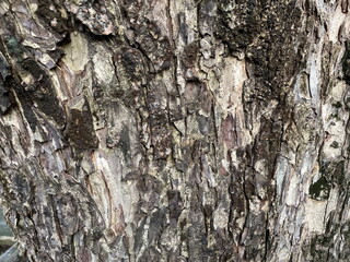 Rain tree bark close-up