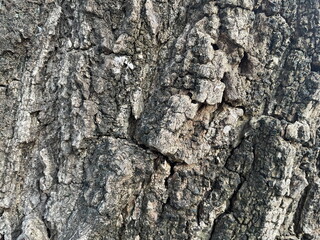 Tectona grandis bark close-up