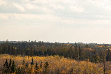 autumn forest on a cloudy day