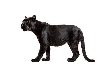 Black Panther Standing on Transparent Background with Yellow Eyes
