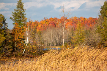 Fototapeta premium Autumn landscape at lake in the forest