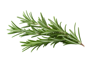 Fresh rosemary sprig on a transparent background showcasing vibrant green needles and aromatic qualities for culinary use