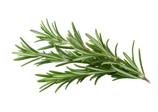 Fresh rosemary sprig on a transparent background showcasing vibrant green needles and aromatic qualities for culinary use