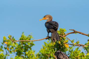 Cormoran en la reserva de la Biosfera Ría Celestún, en la península de Yucatán. En los Estados de Campeche y Yucatán.