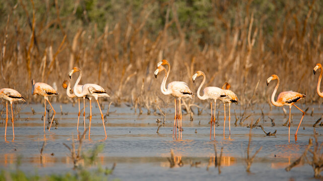 Flamencos en la reserva de la Biosfera R&iacute;a Celest&uacute;n, en la pen&iacute;nsula de Yucat&aacute;n. En los Estados de Campeche y Yucat&aacute;n.