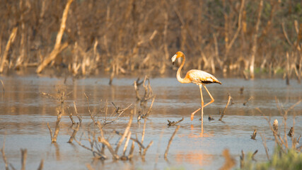 Flamencos en la reserva de la Biosfera Ría Celestún, en la península de Yucatán. En los Estados de Campeche y Yucatán.