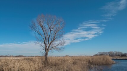 Obraz premium Lone Tree in a Wintery Landscape
