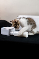 Curious Kitten Playing with a Bottle