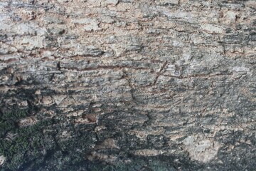 Textured Tree Bark with Rough Details