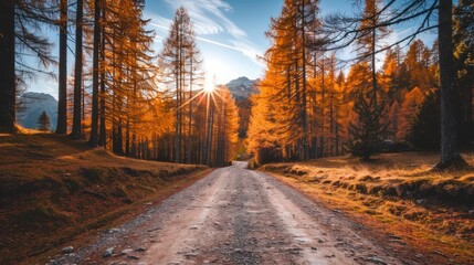 Golden Forest Path at Sunset