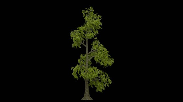 3D tree animation with moving leaves as the wind blows, with alpha channel