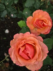 A Rose by Any Other Name Would Be… Blurry?