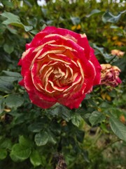 Vibrant Blossom: A Close-up of a Bi-Color Rose