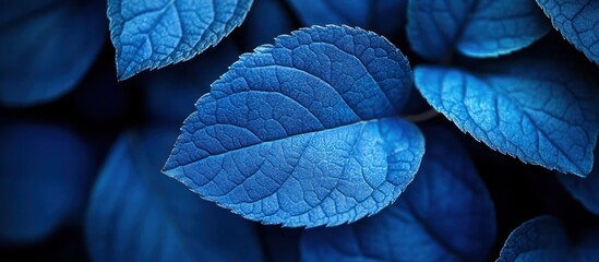 Closeup of vibrant blue leaves with intricate veins.
