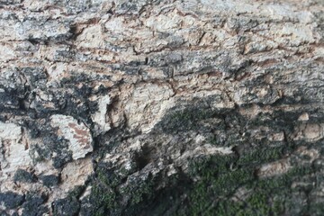 Texture of Rough Bark With Moss Growth