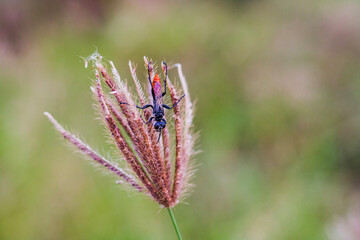 Chloris virgata with bees. It is a species of grass known by the common names feather finger grass, hairy Rhodes grass, and feather windmill grass.