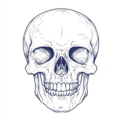 Closeup view of skull. The decoration element for Halloween.