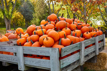 Pumpkins piled on a wagon on an October day before Halloween