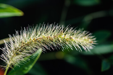 朝日に輝くエノコログサ