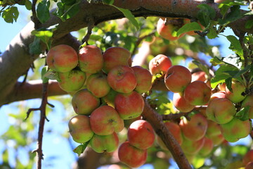 apple and apple harvest
