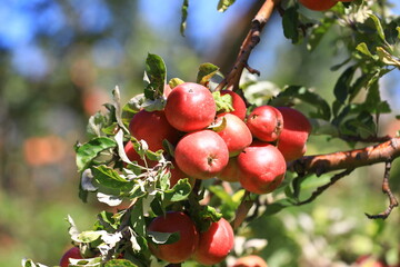 apple and apple harvest