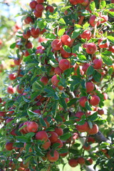 apple and apple harvest