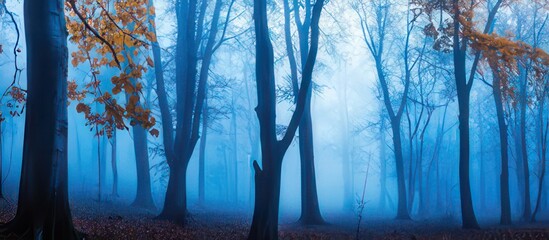 Obraz premium Beautiful mystical forest in blue fog in autumn.