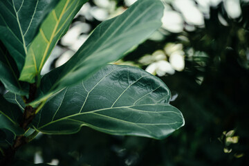 plants background concept