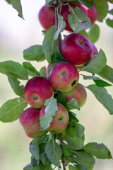 apple and apple harvest
