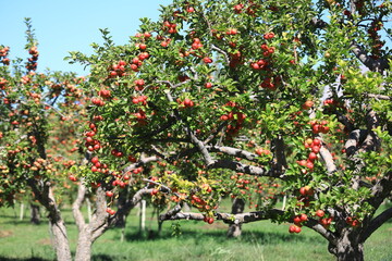 apple and apple harvest