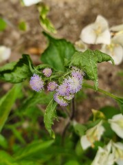 flowers in a garden