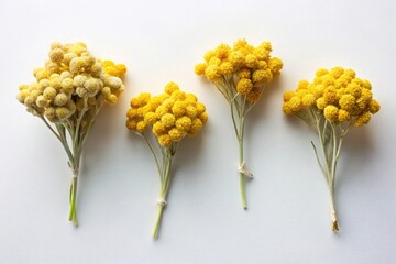 Dry immortelle flowers on white surface for decoration