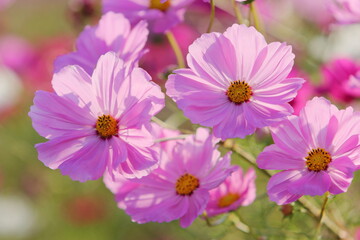 Obraz premium 満開のピンクのコスモスのクローズアップ