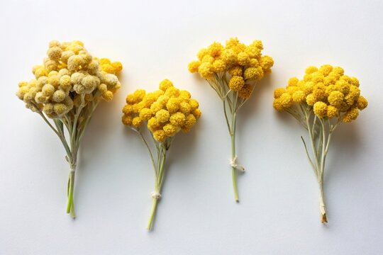 Dry immortelle flowers on white surface for decoration