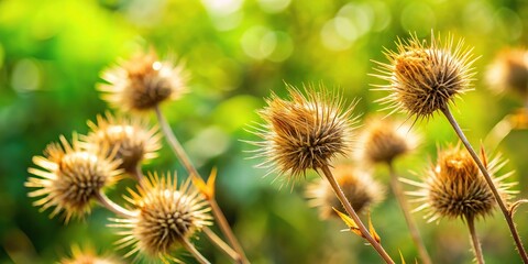Obraz premium Dry prickly grass contrasting with fresh greenery